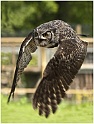 201106-125 Owl in Flight by S Hughes